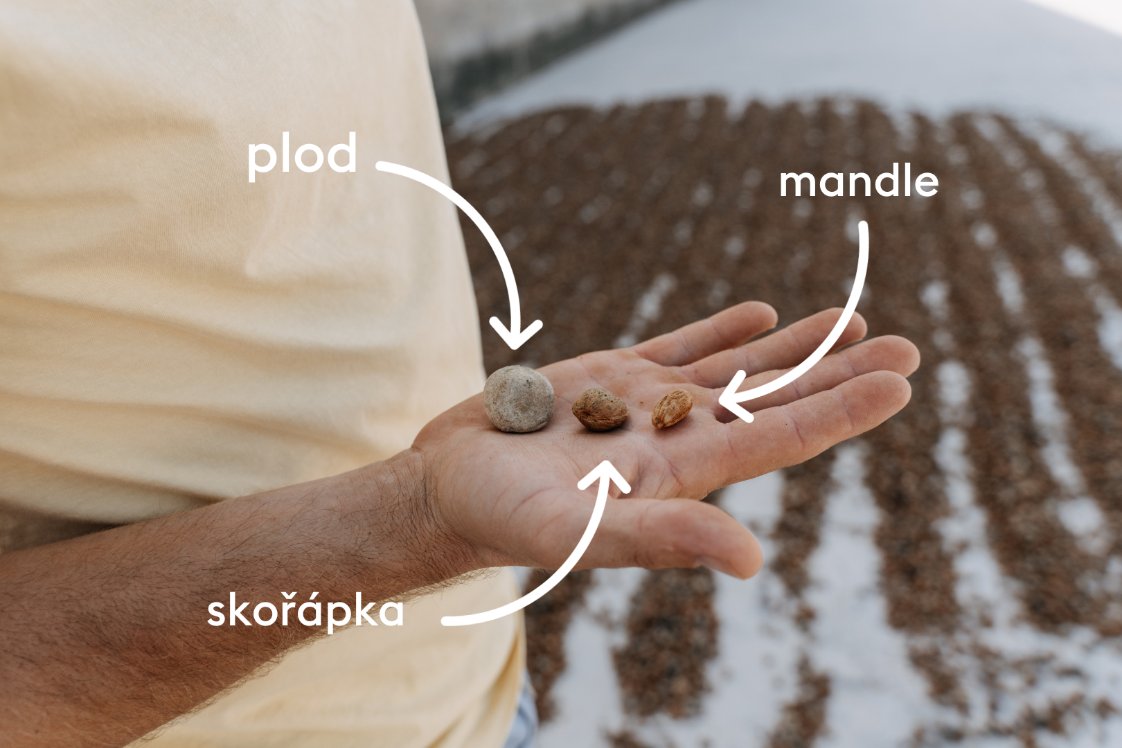 Mandelcreme mit weißer Schokolade
